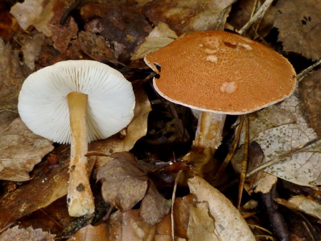 Cystodermella terrei, Zinnoberroter Körnchenschirmling